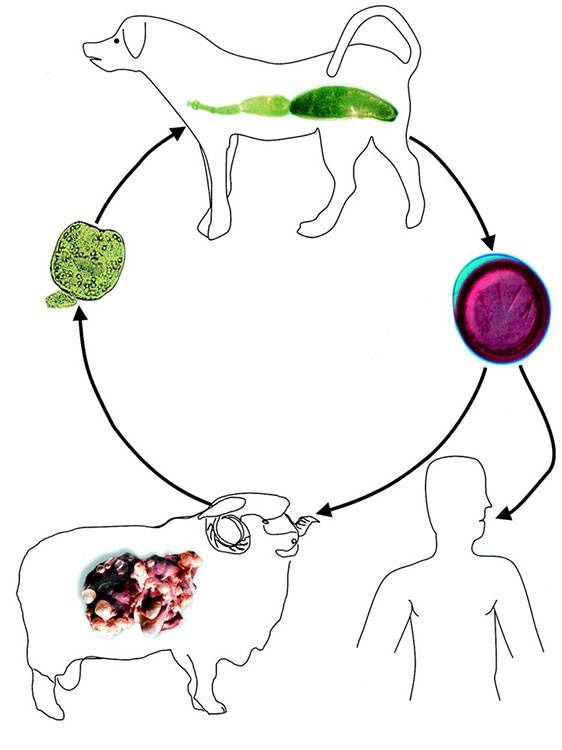 Kist hidatik döngüsü